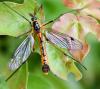 Ctenophora pectinicornis